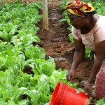 https://pixabay.com/photos/woman-watering-crops-africa-671909/
