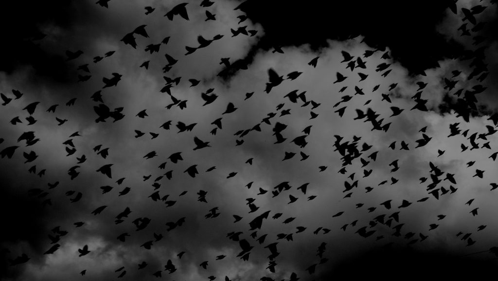 https://pixabay.com/photos/birds-flock-wings-flying-sky-691274/