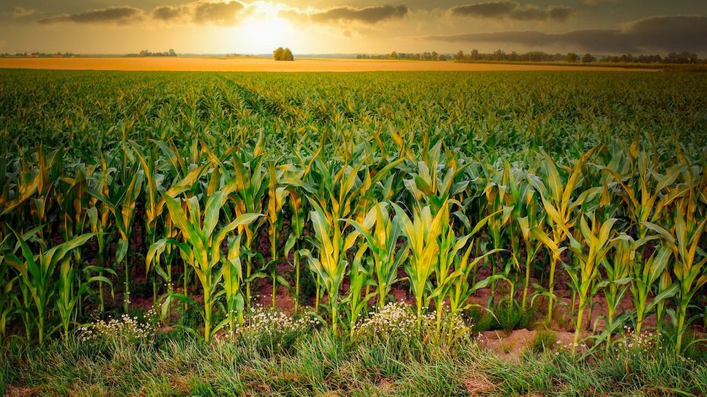 https://pixabay.com/photos/corn-cornfield-agriculture-arable-4896300/