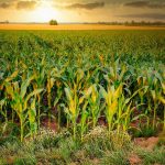 https://pixabay.com/photos/corn-cornfield-agriculture-arable-4896300/