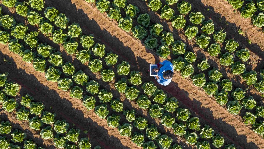 Aerial shot of person working in field as part of IBM Sustainability Accelerator