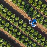 Aerial shot of person working in field as part of IBM Sustainability Accelerator