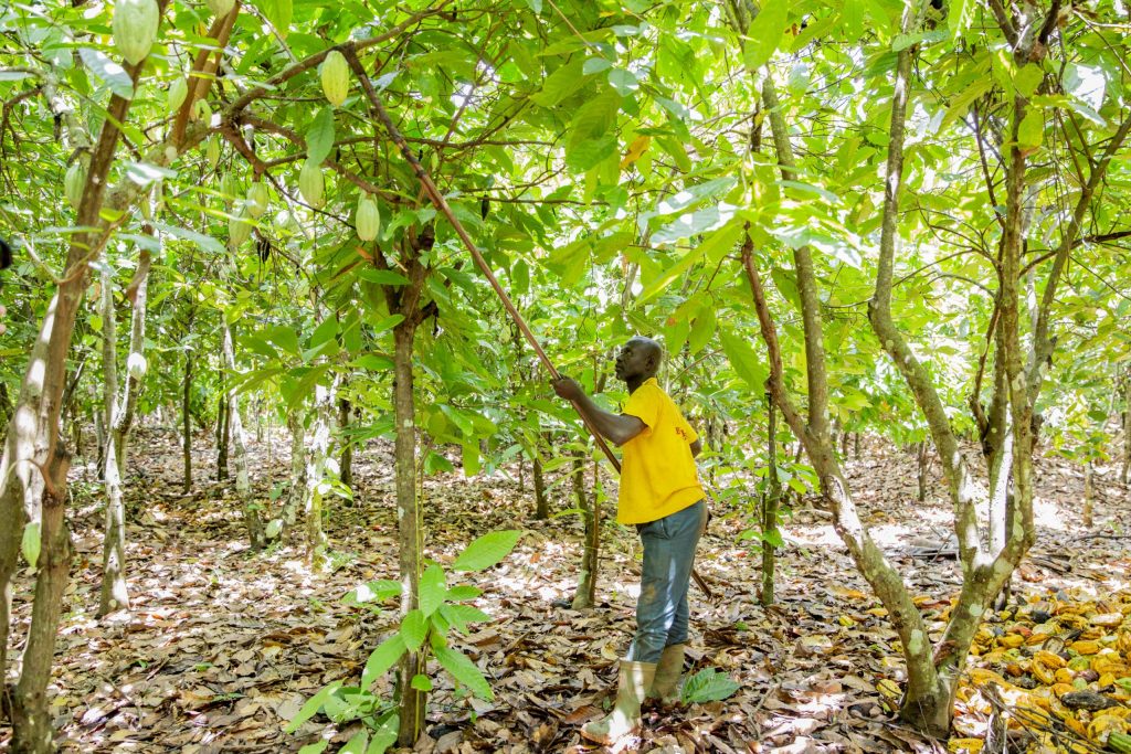Bamboo Capital Partners joins SSNUP to deliver lasting impact and sustainable jobs for smallholder farmers in Africa, Latin America and Asia. Photo: Supplied/Ventureburn