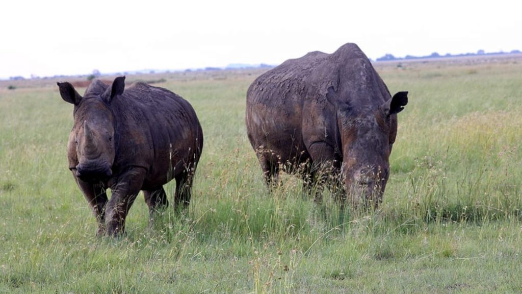 Technology start-up swiftVEE and Platinum Rhino have teamed up to save rhinos from extinction through innovative technology. Photo: Supplied